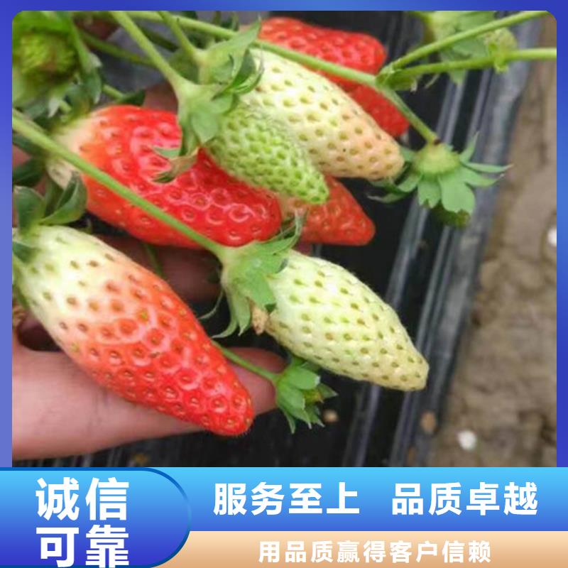 草莓苗果树苗批发基地价格低