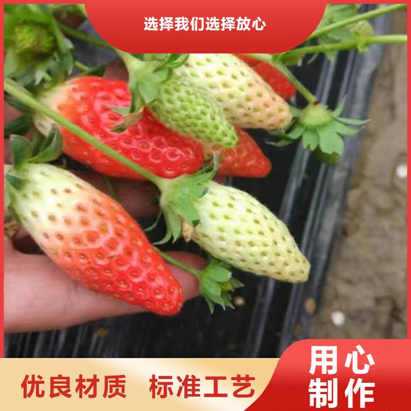 草莓苗-蓝宝石葡萄苗支持定制贴心售后