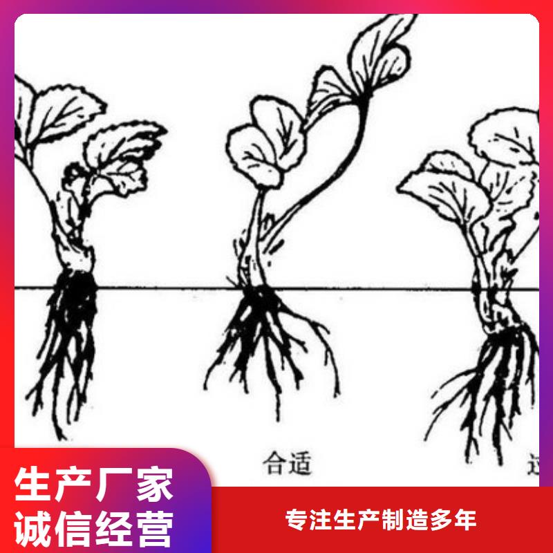 茂县桃熏草莓苗基地批发