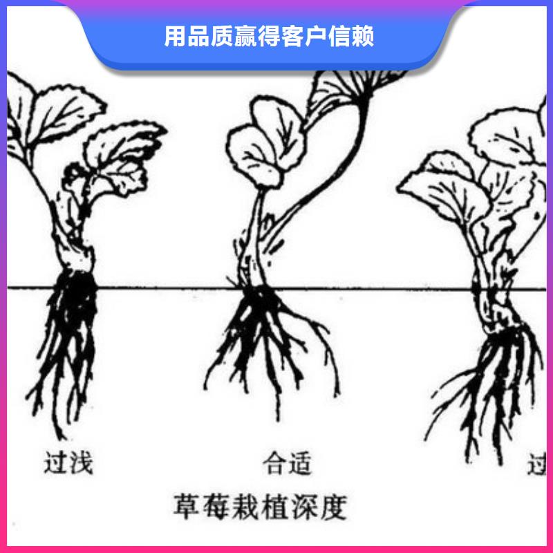 红颊草莓苗实体大厂可放心采购