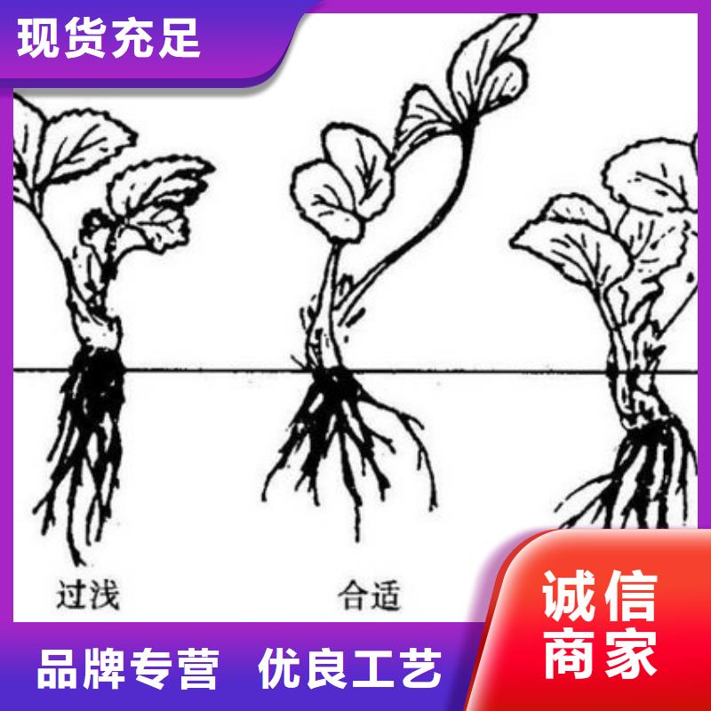 新罗红99草莓苗种植地区