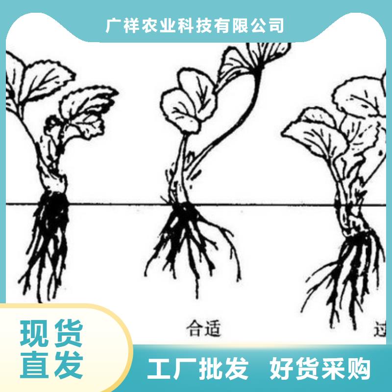 草莓苗桃树苗基地厂家直销供货稳定