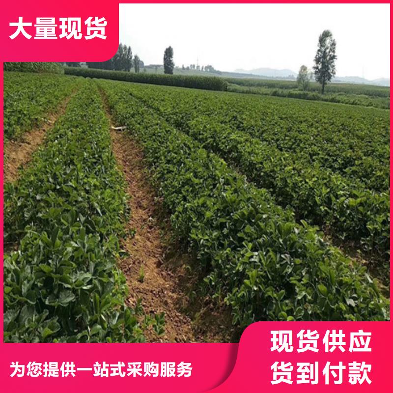 【草莓苗】桃树苗质量三包