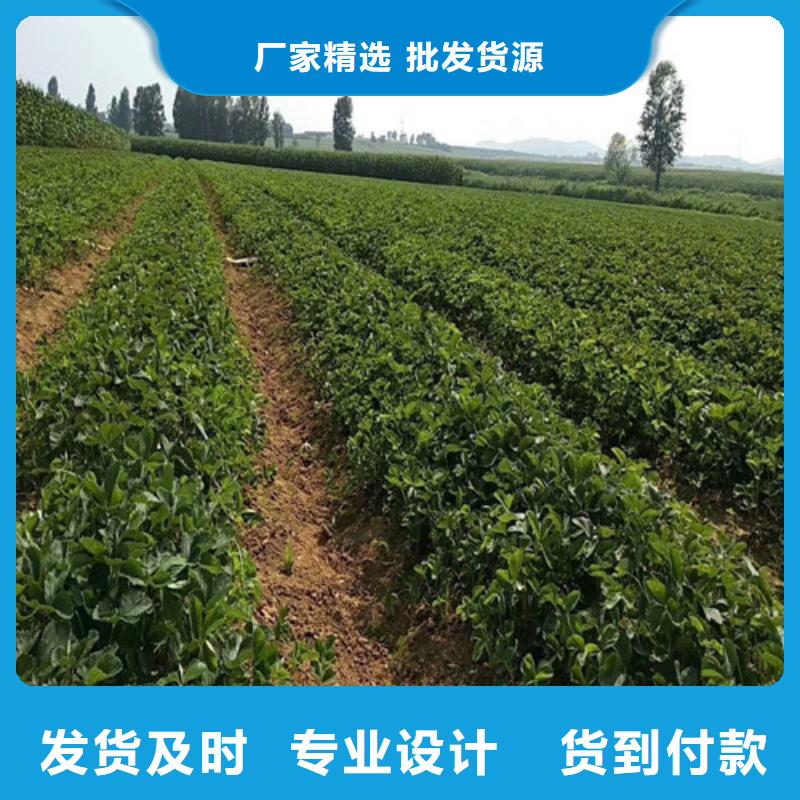 草莓苗香椿树苗厂家案例