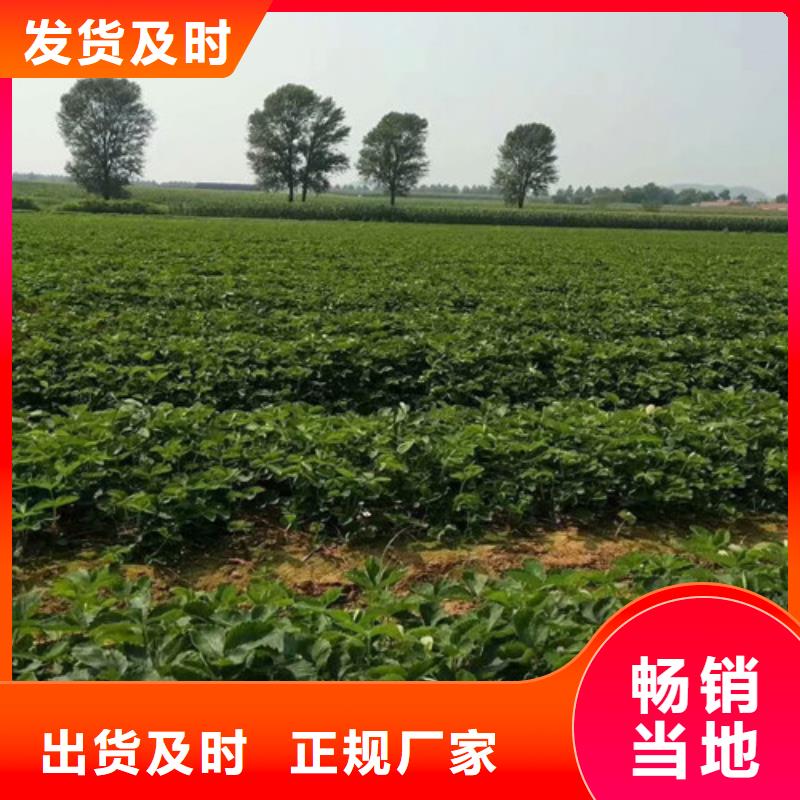 草莓苗-黄桃树苗价格实在