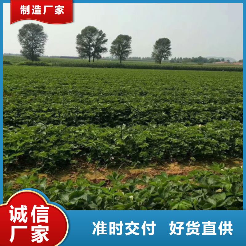 草莓苗【果树苗】品质值得信赖