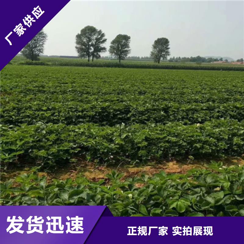 草莓苗板栗苗厂家直销规格多样