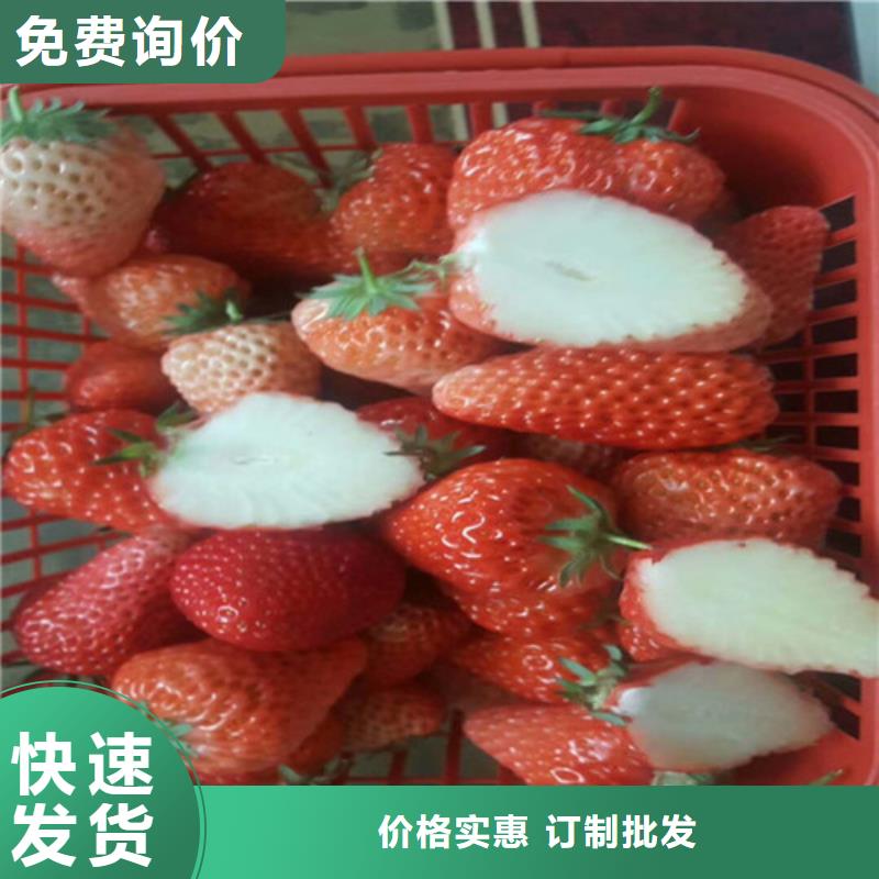 【草莓苗蓝宝石葡萄树苗多种规格库存充足】