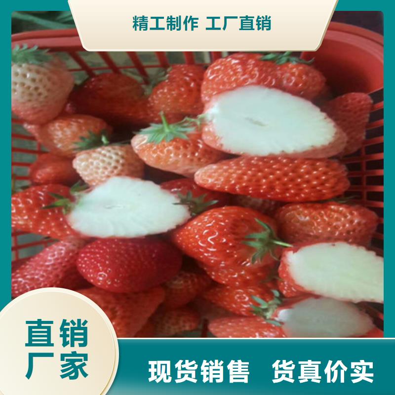 草莓苗蓝宝石葡萄苗实体厂家