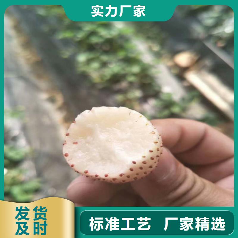 蓬江白草莓苗价格