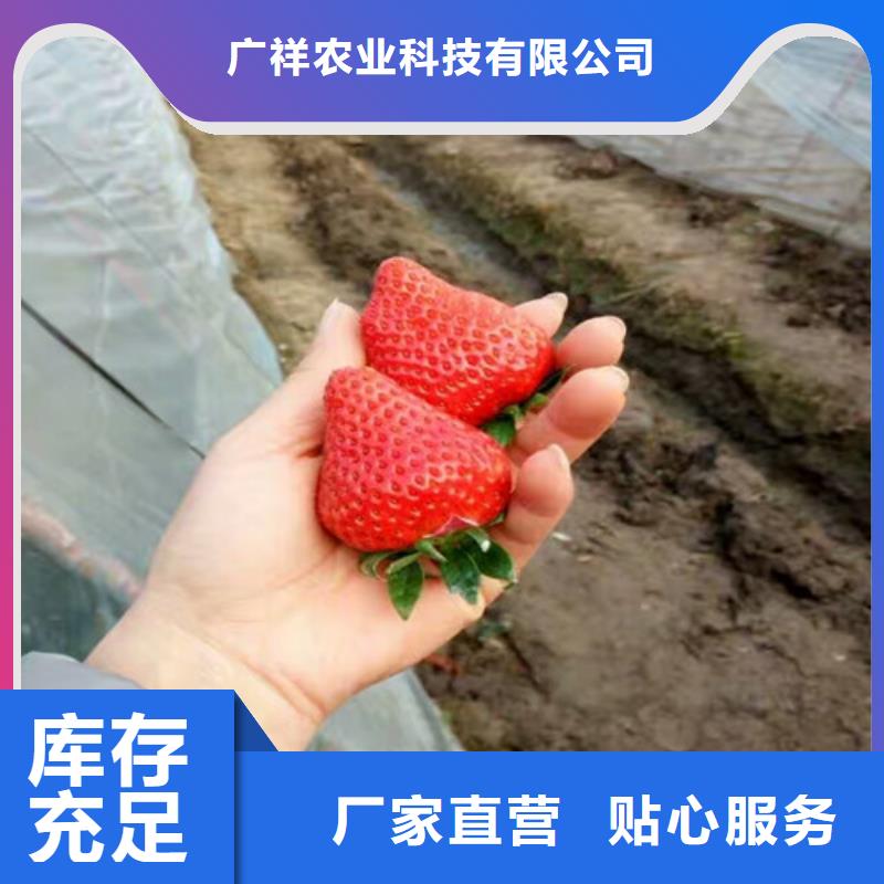 【草莓苗】桃树苗质量三包