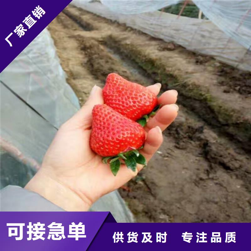 【草莓苗苹果苗基地生产经验丰富】