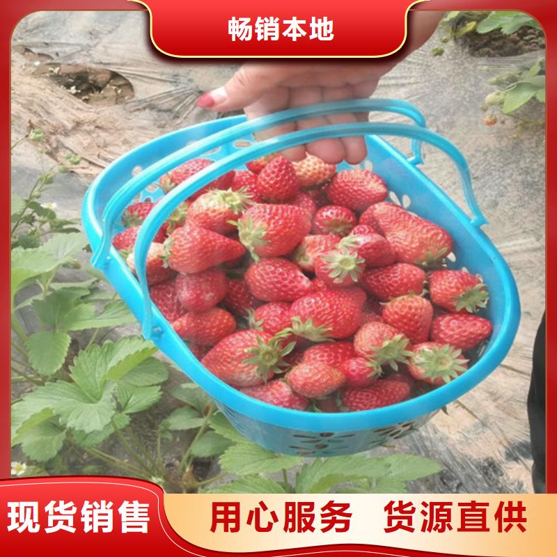 草莓苗【蓝莓苗】厂家大量现货