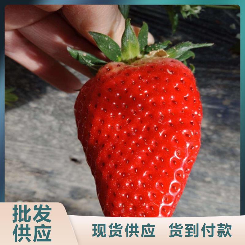 草莓苗桃树苗基地真材实料