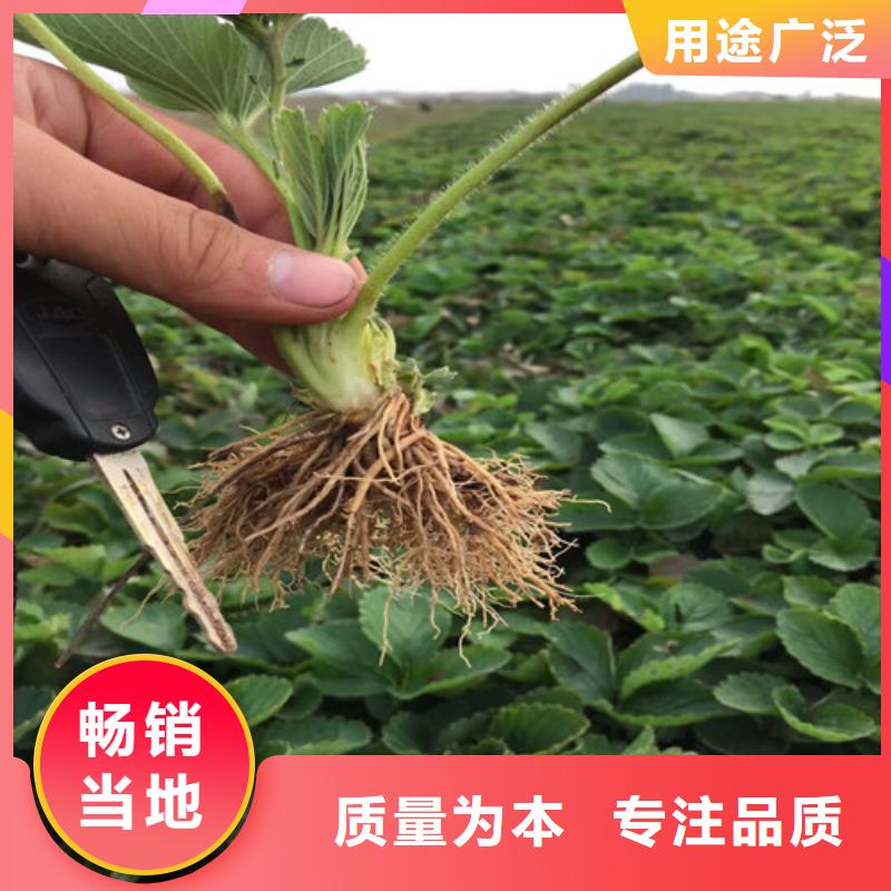 廉江供应奶油草莓苗，奶油草莓苗价格