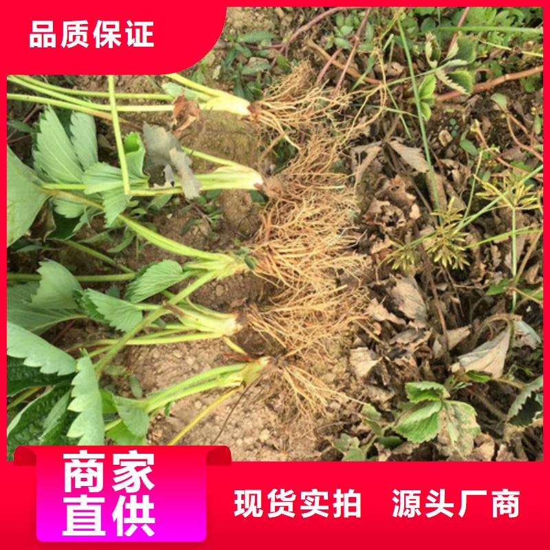 哪里供应香蕉品种草莓苗，香蕉品种草莓苗价格