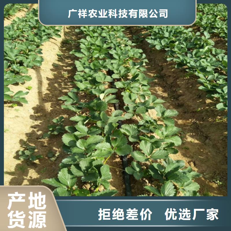 草莓苗【大棚草莓苗】有实力有经验