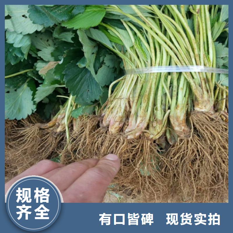 草莓苗冬桃树苗货源稳定