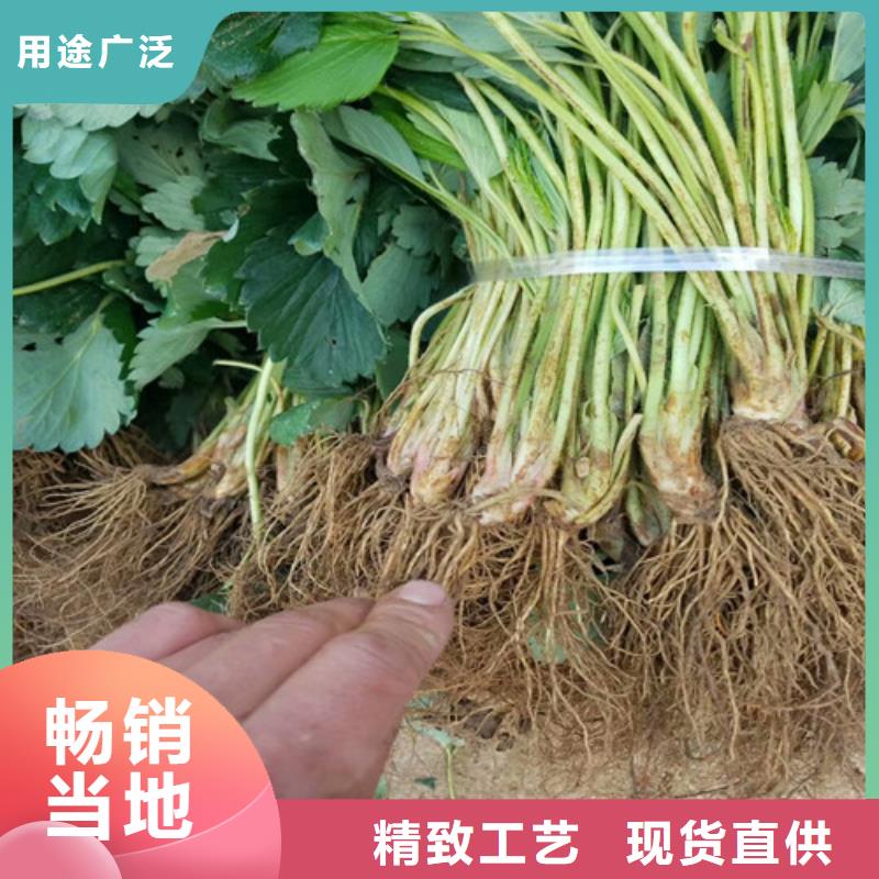 【草莓苗】大棚草莓苗订购