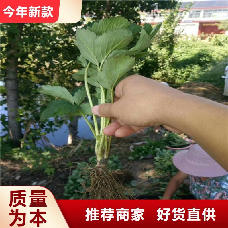 草莓苗黄桃树苗厂家精选