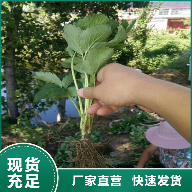 草莓苗桃树苗免费获取报价
