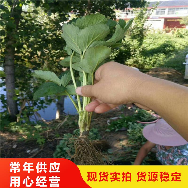 奶油草莓苗价格优惠