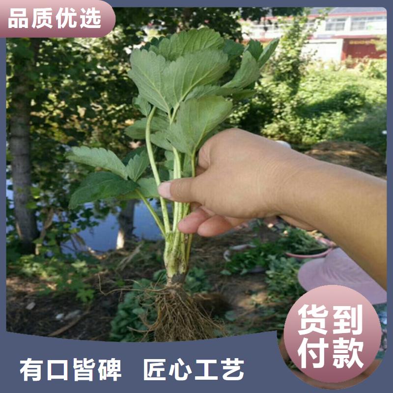 【草莓苗】苹果苗基地好货直供