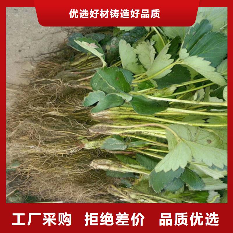 草莓苗苹果苗欢迎来电询价