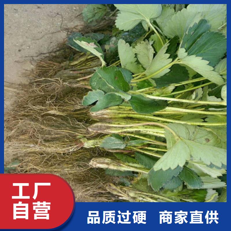 草莓苗大棚草莓苗产地工厂
