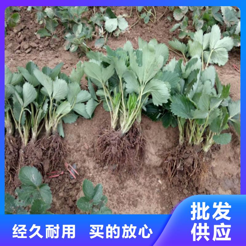 【草莓苗草莓苗价格货品齐全】