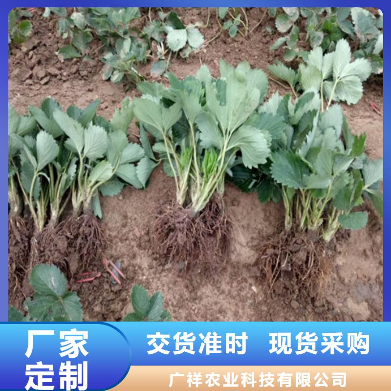 草莓苗_黄桃树苗工艺层层把关