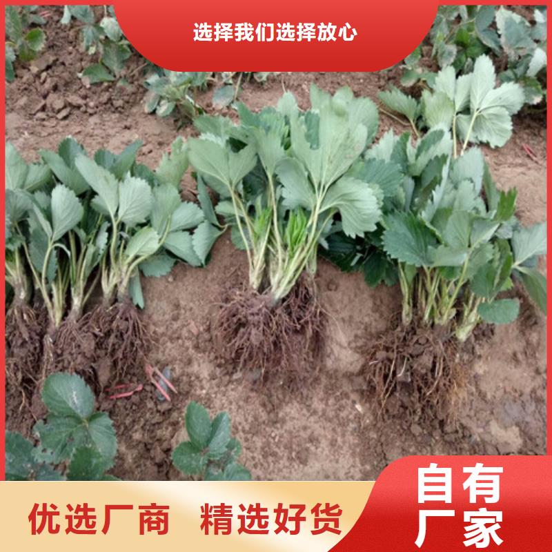 【草莓苗】油桃树苗精工制作