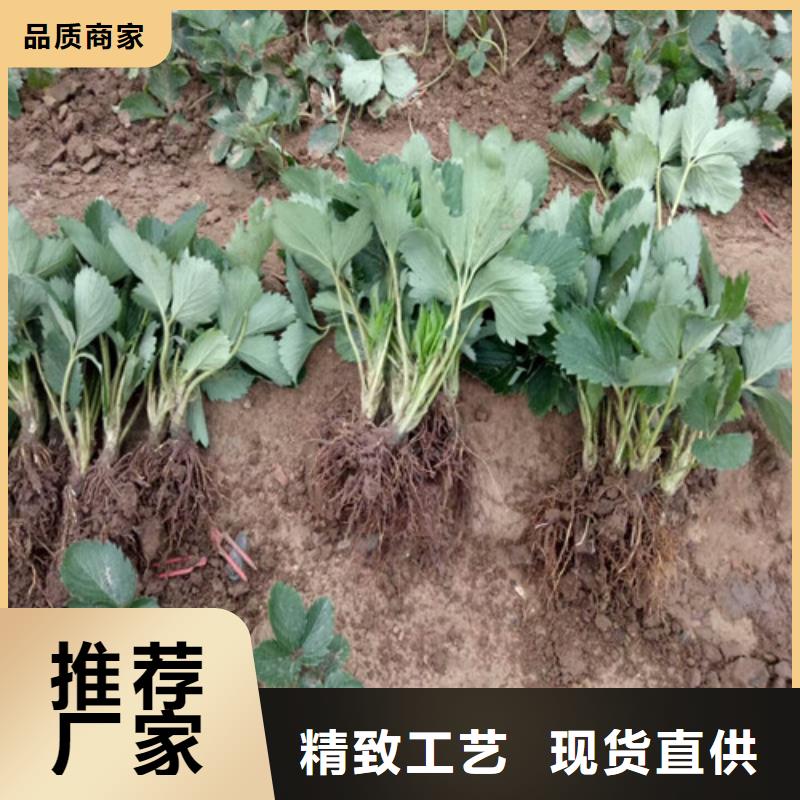 麻城一年生艳丽草莓苗，艳丽草莓苗基地出售