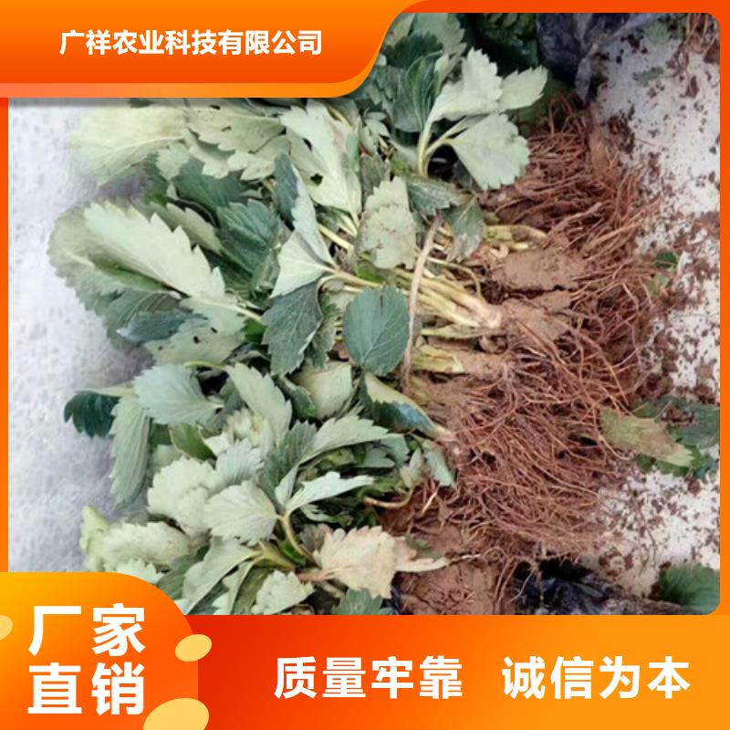 草莓苗梨树苗基地推荐商家