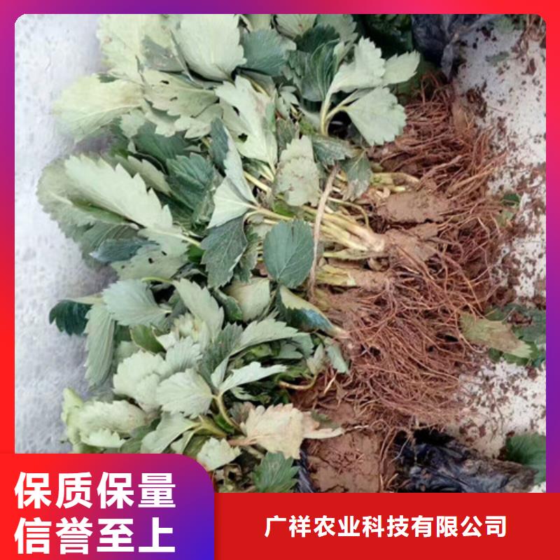 崇仁丰香草莓苗价格多少