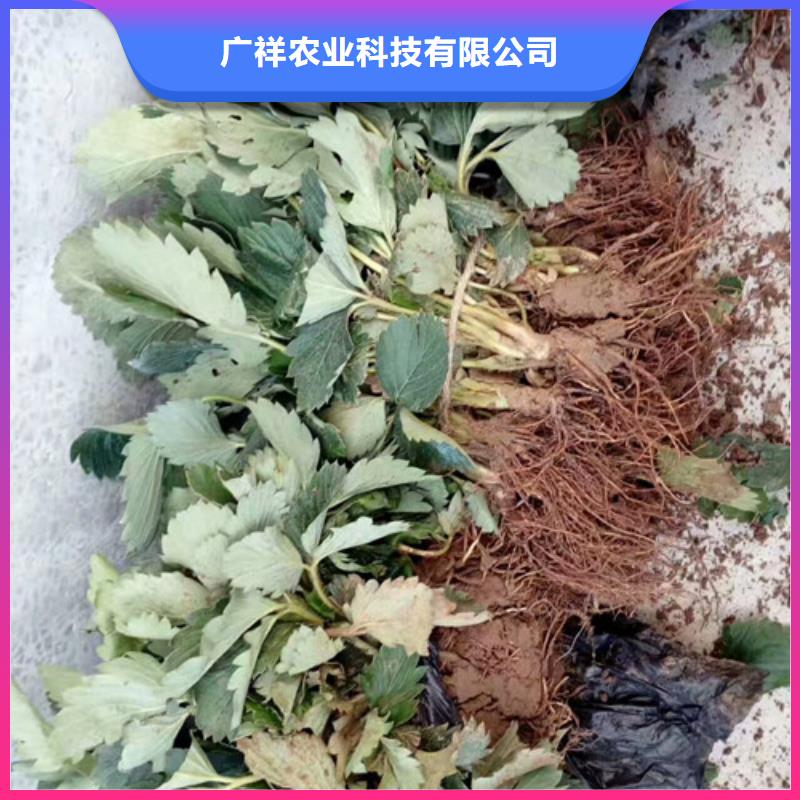 草莓苗甜柿子树苗制造厂家