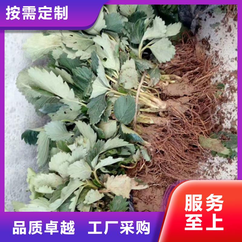 供应脱毒草莓苗，脱毒草莓苗育苗厂家