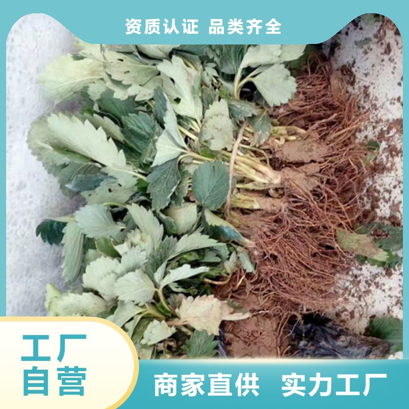 【草莓苗】果树苗批发基地优选厂家