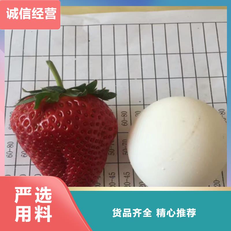 【草莓苗草莓苗价格货品齐全】