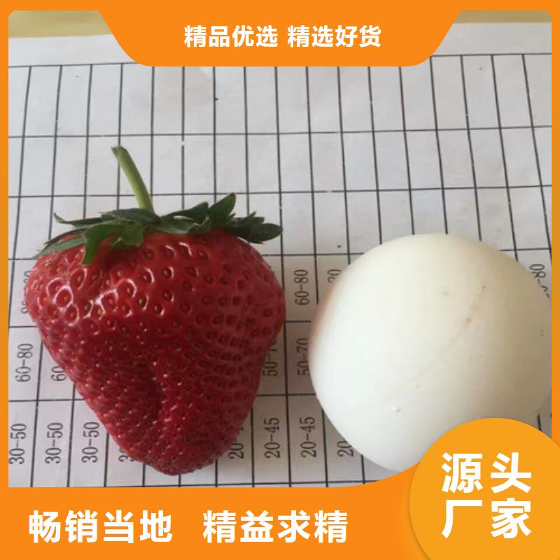 【草莓苗果树苗质量安心】
