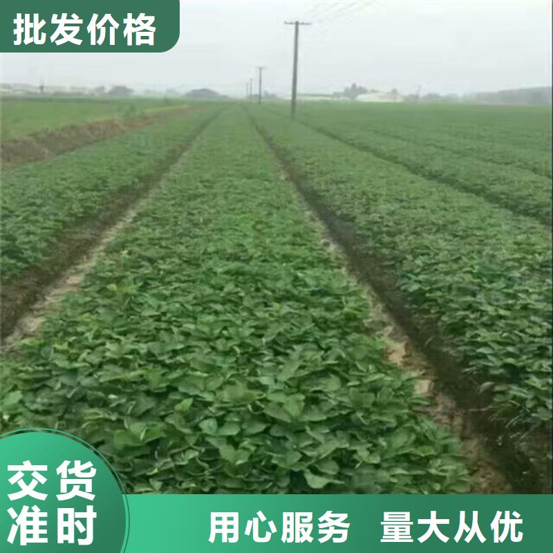 【草莓苗】果树苗现货充足量大优惠