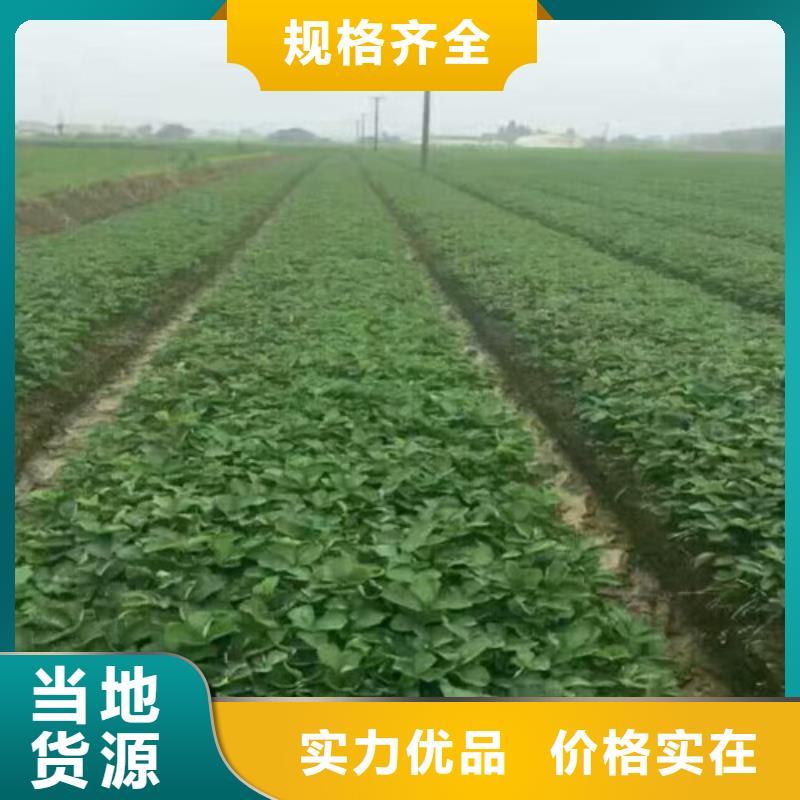 草莓苗大棚草莓苗产地工厂