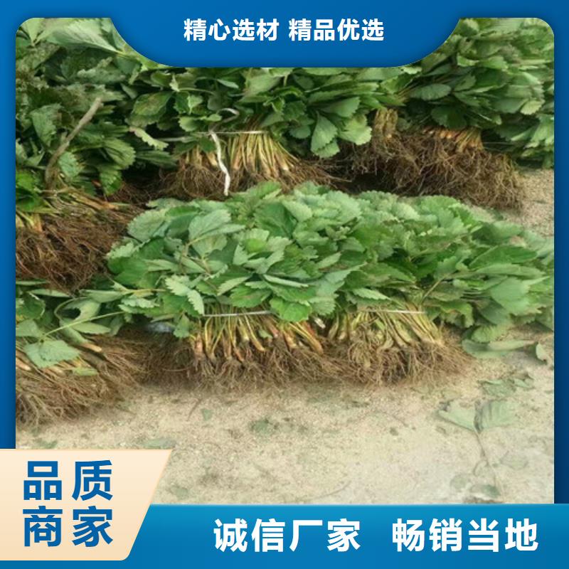 草莓苗 阳光玫瑰葡萄树苗高品质诚信厂家