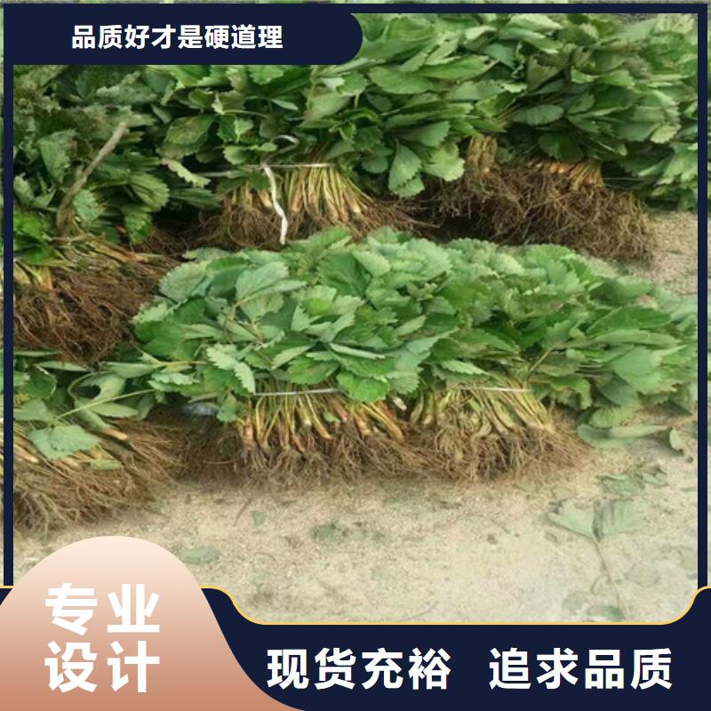 草莓苗蓝宝石葡萄苗实体诚信经营