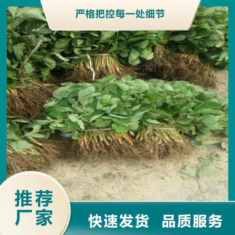 高县奶油草莓苗承诺守信