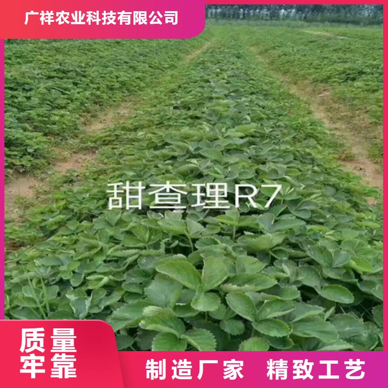 黄州一年生白雪公主草莓苗，白雪公主草莓苗多少钱一棵