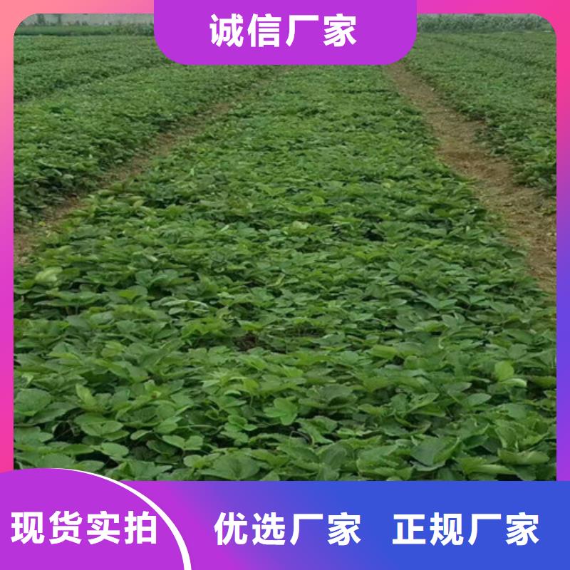 草莓苗_蓝宝石葡萄苗型号齐全