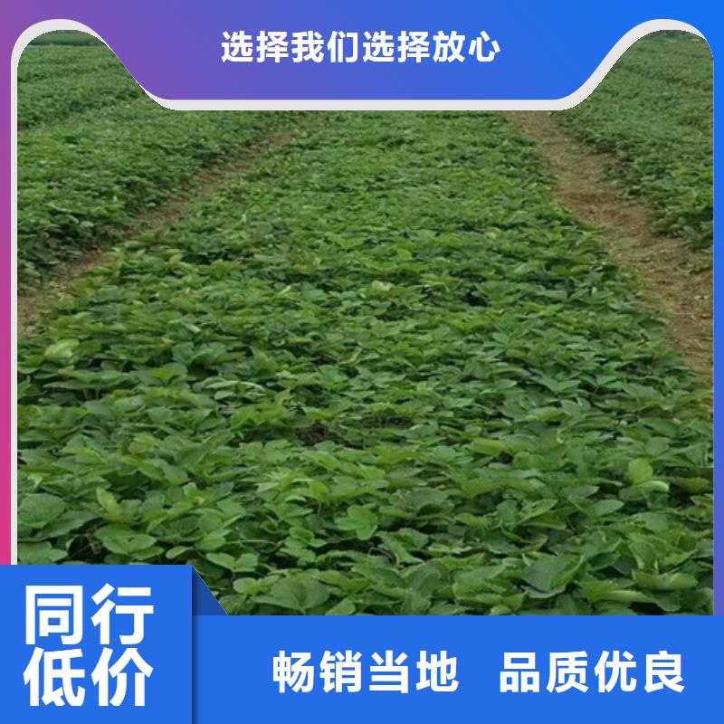 草莓苗_草莓苗价格价格公道合理