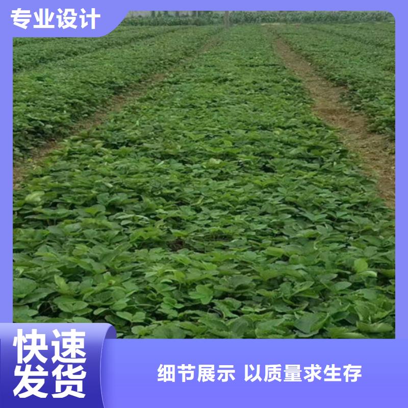 草莓苗樱桃苗长期供应