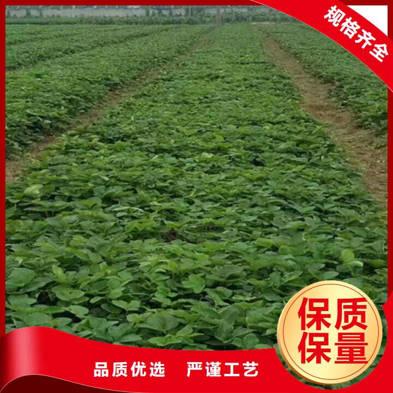 草莓苗红肉西梅多家仓库发货